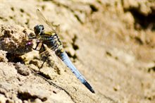 Orthetrum Cancellatum in de Drentsche Aa © Pia