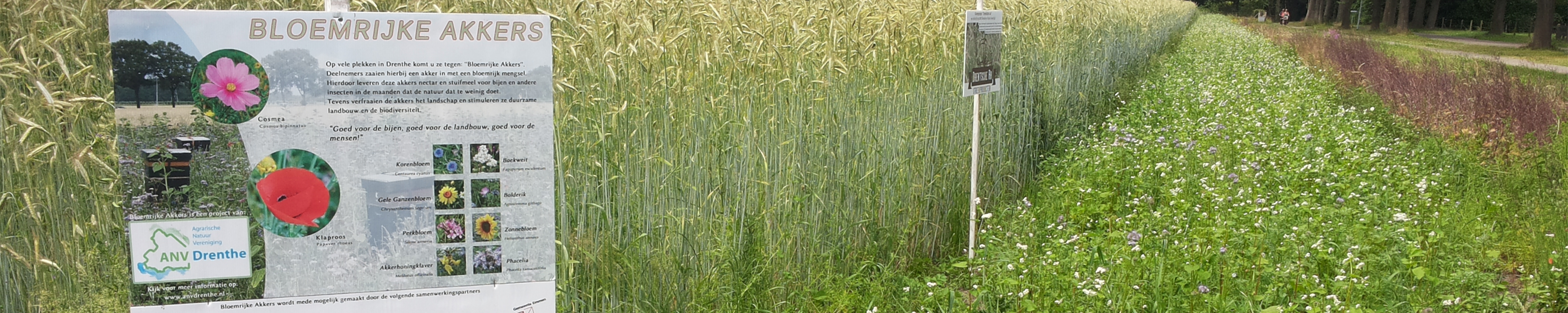 Bloemrijke akkerrand1