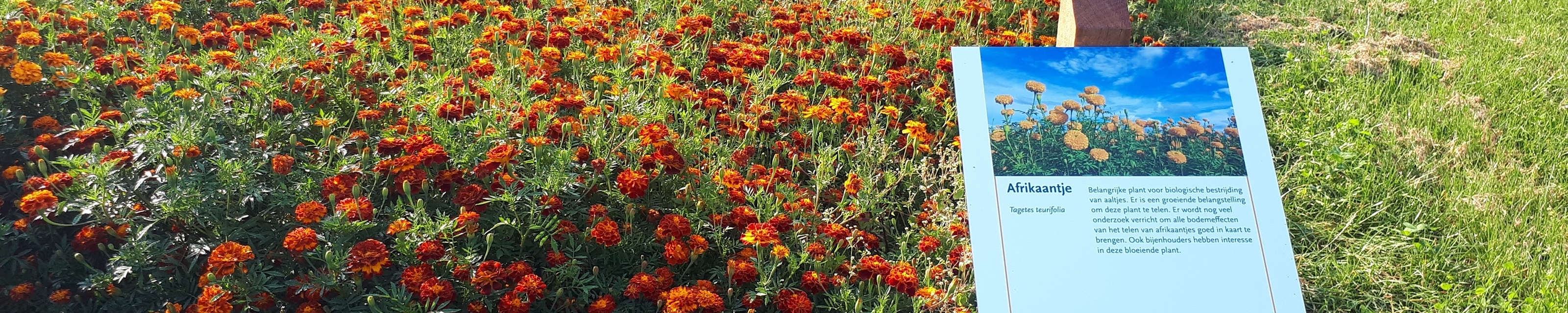 Tagetes_20190827_092828_bijgesneden